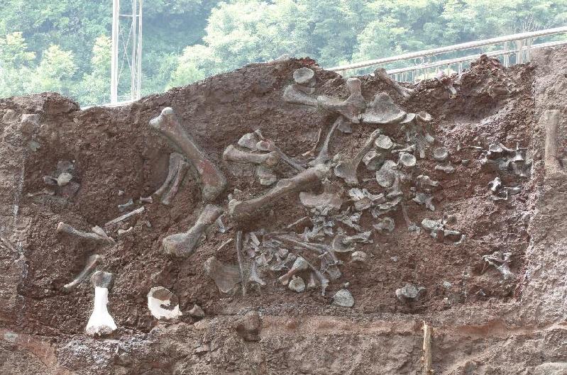 “侏羅紀公園”即將問世？重慶見證我國新的“恐龍動物群” 產生